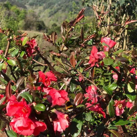 Casita Con Encanto, Junto A Comillas Apartman Canales